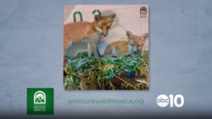 Read more about the article Gold Country Wildlife Rescue